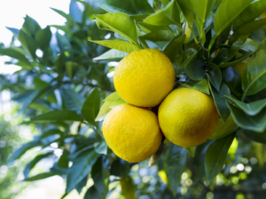 熱海のだいだいで子宝、合格祈願